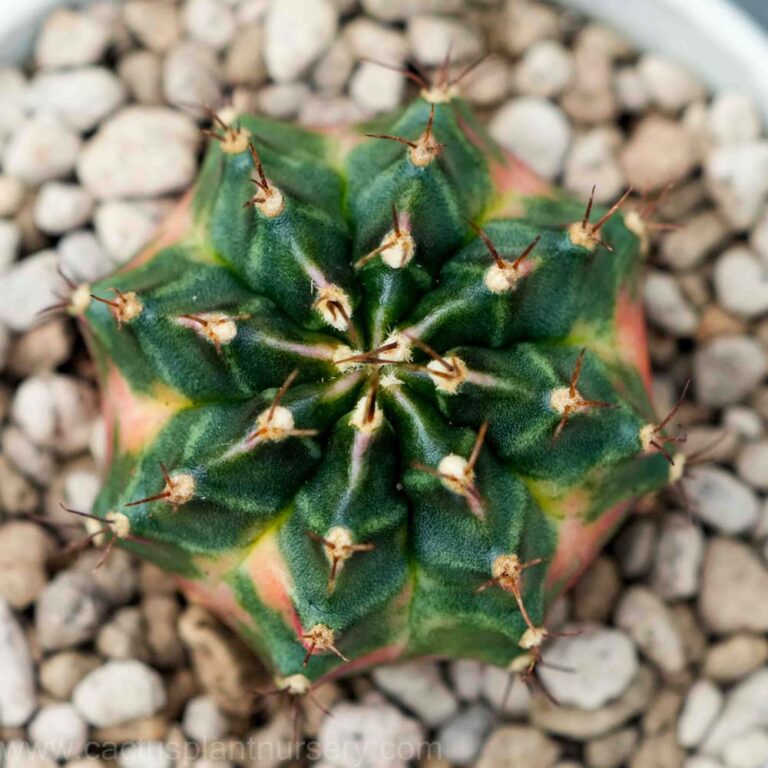 Gymnocalycium mihanovichii ‘Tubtim Siam’ Cactus Plant Nursery