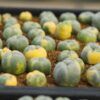 cactus, cacti, succulent, indoor plant, houseplant, cactus seed