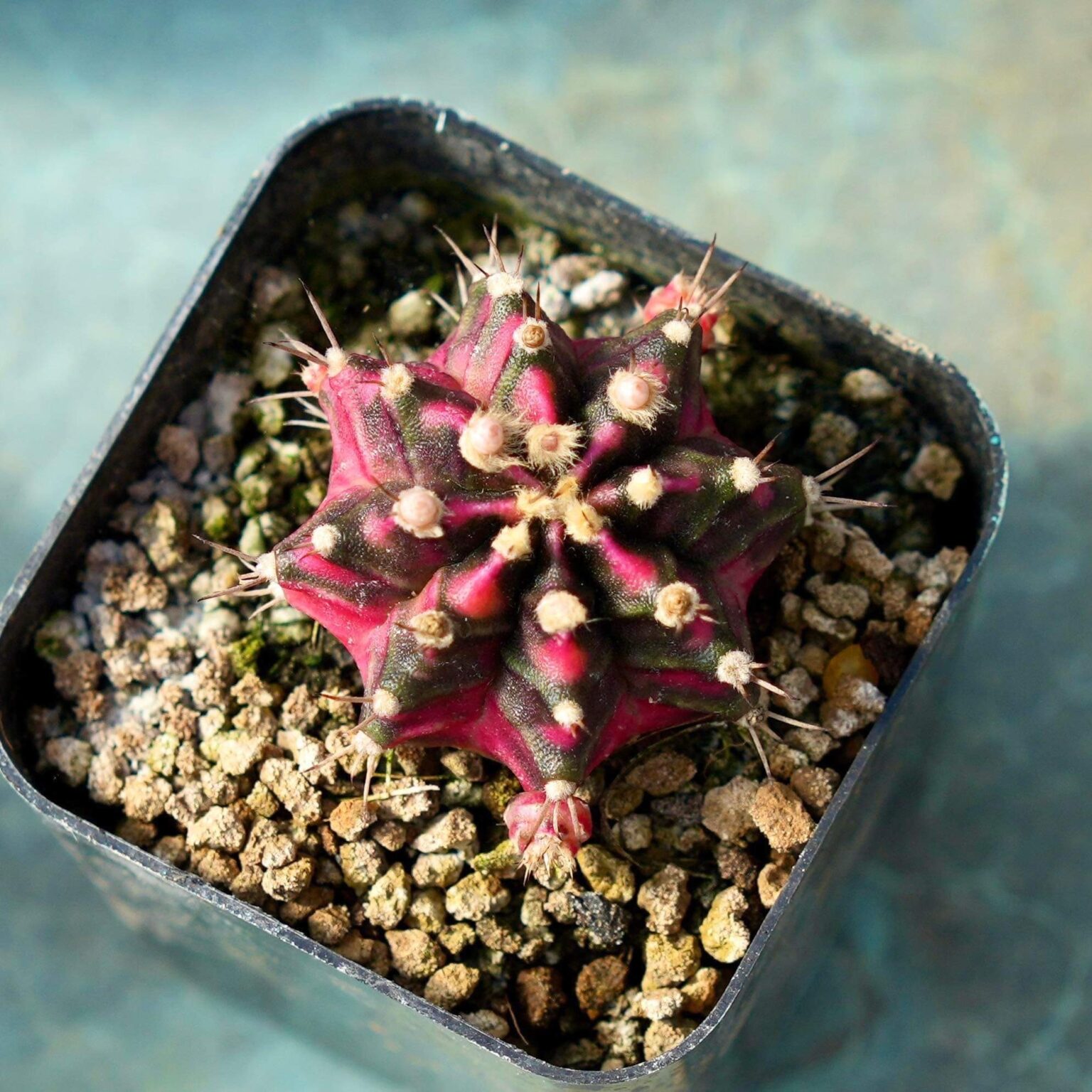 Gymnocalycium mihanovichii ‘Black Window’ – Cactus Plant Nursery