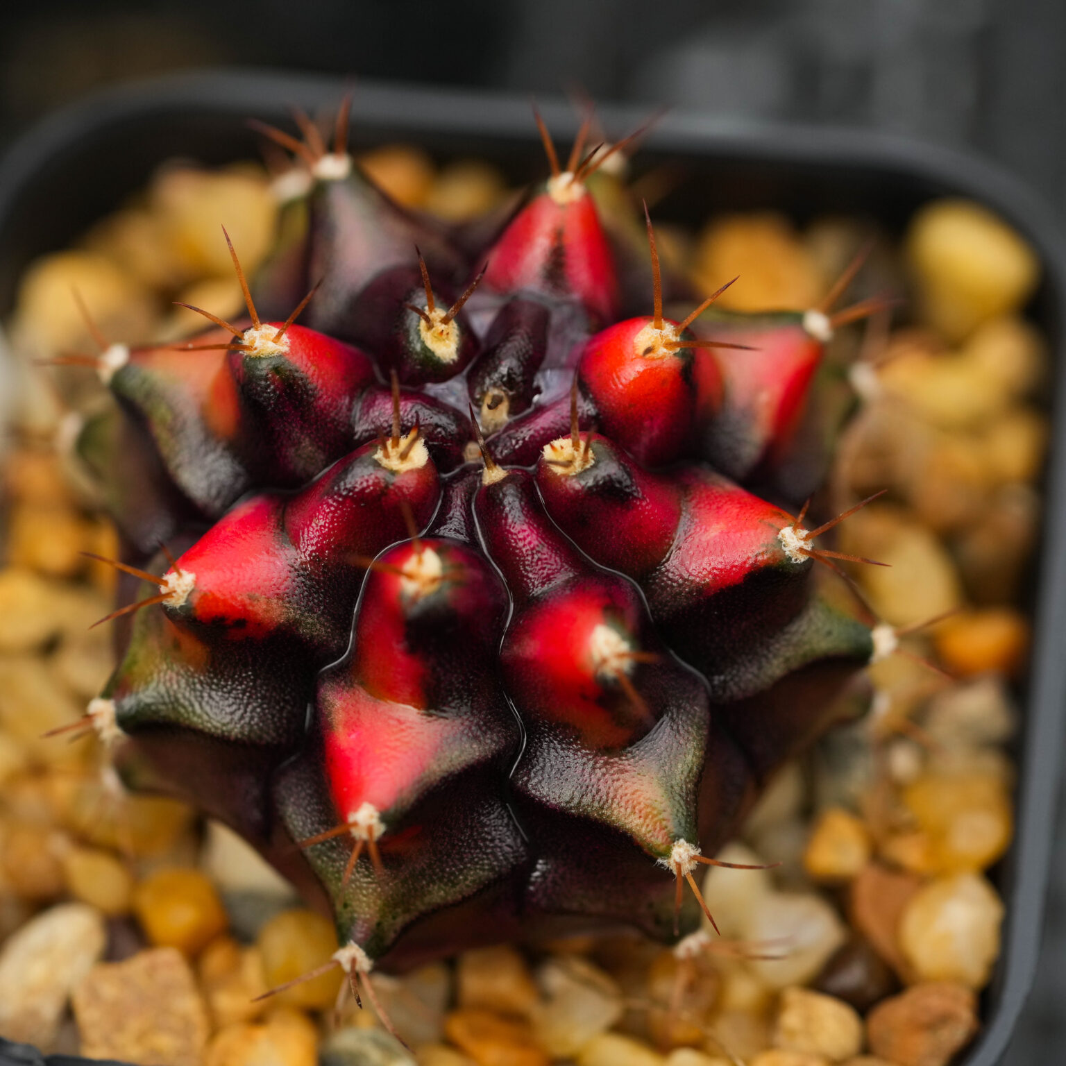 Gymnocalycium mihanovichii ‘Black Window’ – Cactus Plant Nursery