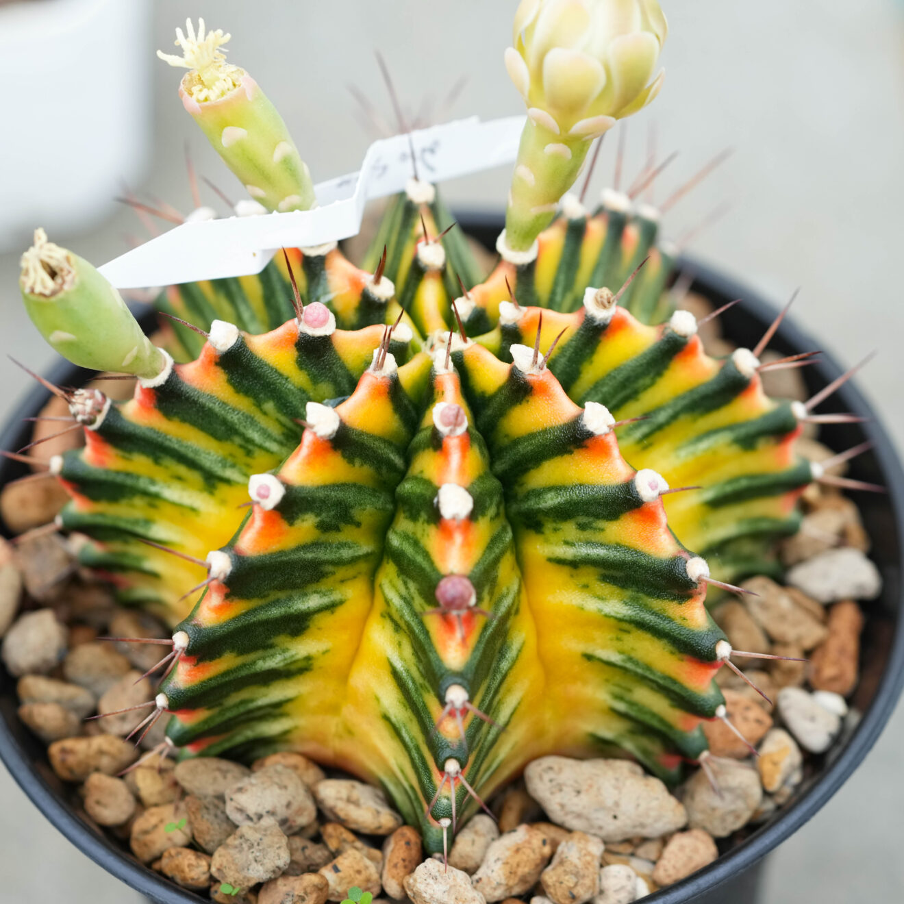 Gymnocalycium – Cactus Plant Nursery