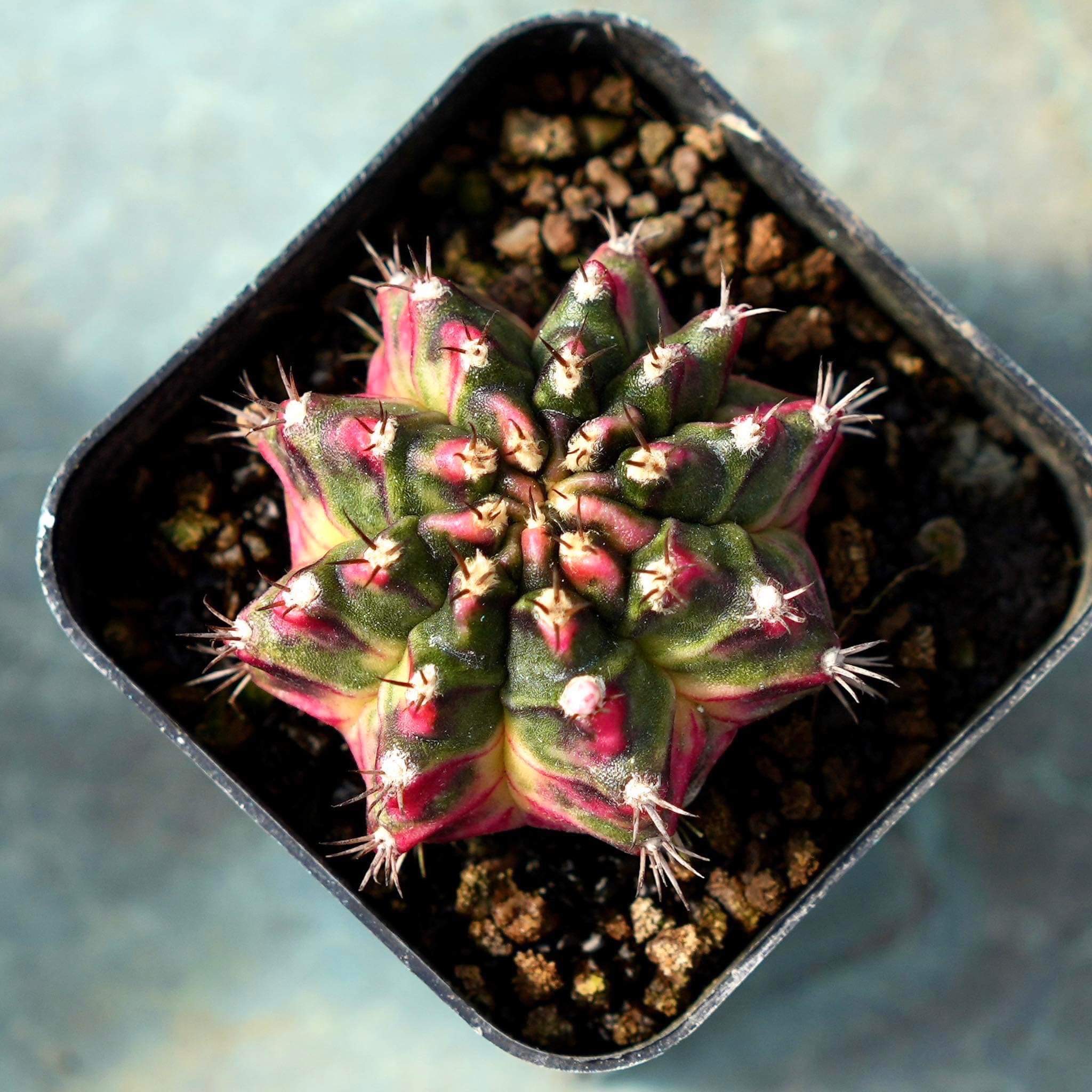 Gymnocalycium mihanovichii 'Yu Na Bee' cactus, cacti, succulent, indoor plant, houseplant, cactus seed, gymnocalycium, gymno
