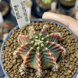 Gymnocalycium mihanovichii 'Sillamanee'