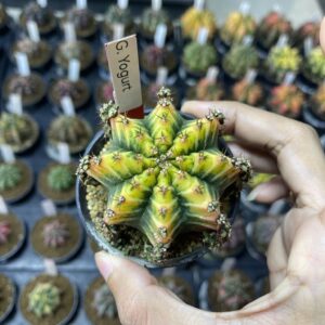 Gymnocalycium mihanovichii 'Yogurt'